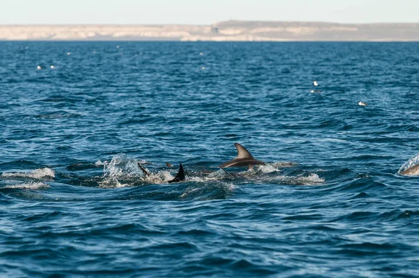 Dolphin Jump Front Puerto Madryn Patagonie — Photo