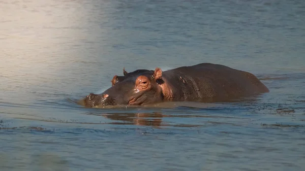 Hippopotamus Amphibius Rest River South Africa — Stock Photo, Image