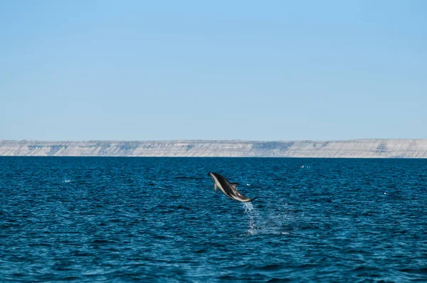Delfinhopp Halvön Valdes Patagonien Argentina — Stockfoto