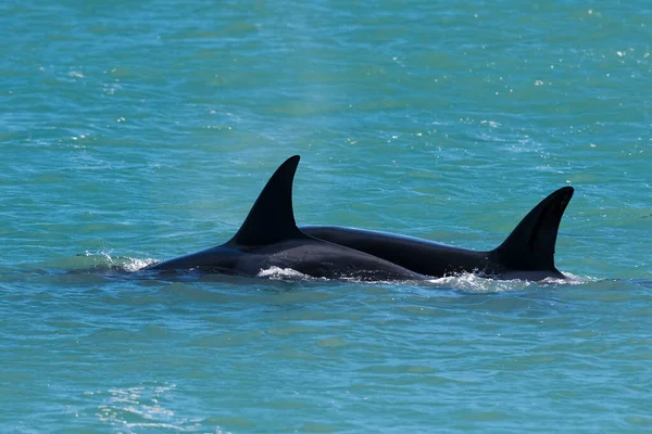 猎杀鲸鱼海狮 半岛海狮 巴塔哥尼亚阿根 — 图库照片