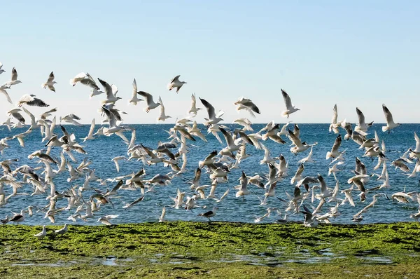 Gull Tern Crime Παταγονία Αργεντινή — Φωτογραφία Αρχείου