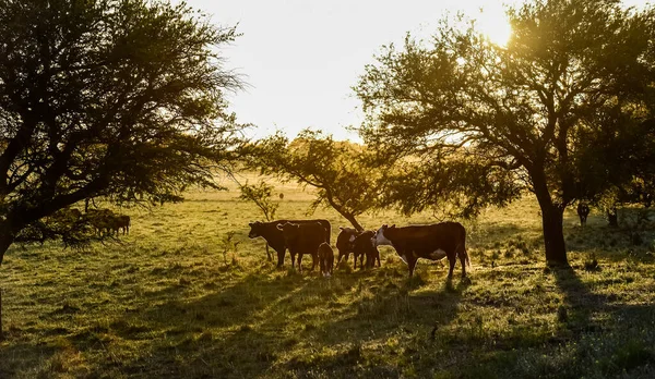 Βοοειδή Στην Ύπαιθρο Της Πάμπας Pampa Αργεντινή — Φωτογραφία Αρχείου