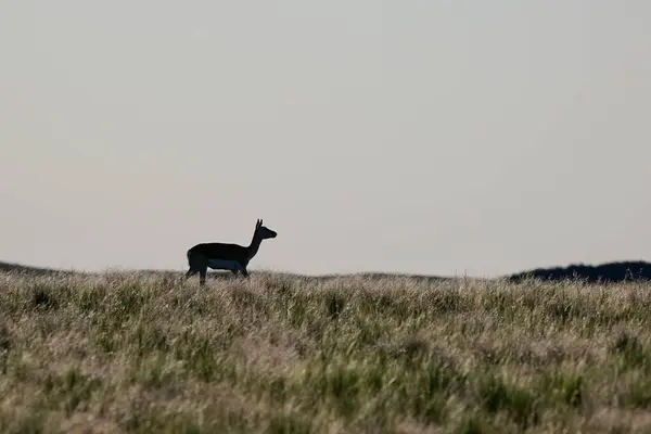 Female Blackbuck Antelope Pampas Plain Environment Pampa Province Argentina —  Fotos de Stock