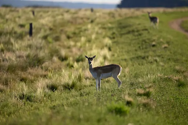 Female Blackbuck Antelope Pampas Plain Environment Pampa Province Argentina — Stockfoto