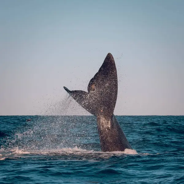 Sohutern Nageoire Caudale Baleine Noire Péninsule Valdes Patagonie Argentine — Photo