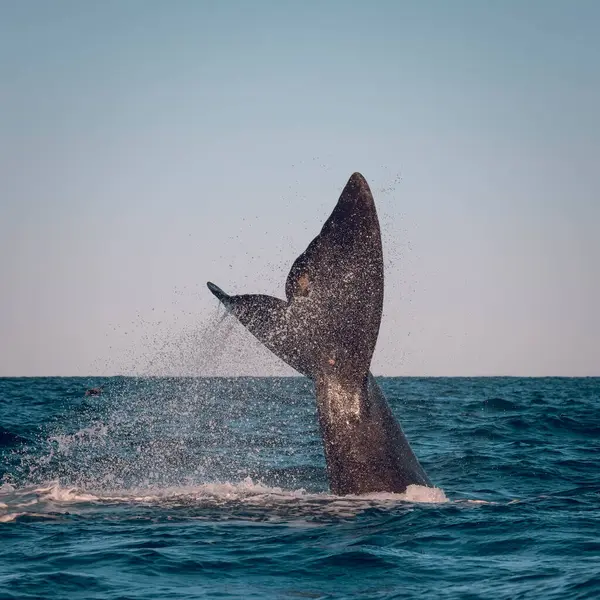 Sohutern Right Whale Whale Tail Fluke Peninsula Valdes Patagonia Argentina — Stock Photo, Image