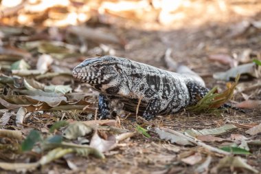Black and white Tegu Lizard,Tupinambis merianae,Pantanal,Brazil clipart