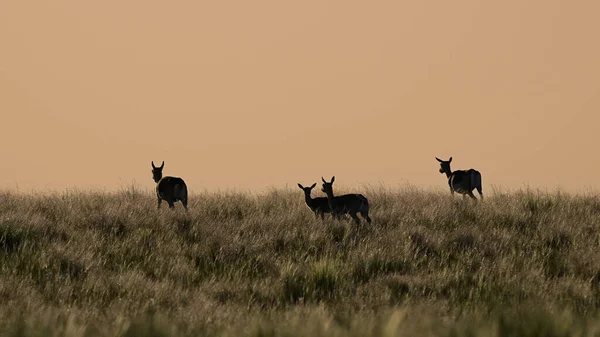 Female Blackbuck Antelope Pampas Plain Environment Pampa Province Argentina — Stock Photo, Image