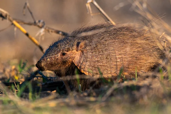 Armadillo Het Platteland Van Pampas Provincie Pampa Argentinië — Stockfoto