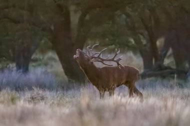 Calden Ormanında Erkek Kızıl Geyik, La Pampa, Arjantin, Parque Luro, Doğa Koruma Alanı