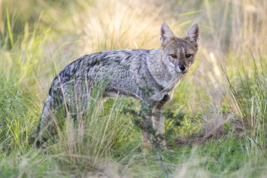 Güney Amerika gri tilkisi, Lycalopex griseus, La Pampa Eyaleti, Patagonya, Arjantin.