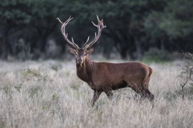 Kızıl Geyik, Cervus Elaphus, Parque Luro, La Pampa, Arjantin, vahşi yaşam ve doğa turizmi sırasında gürlüyor..
