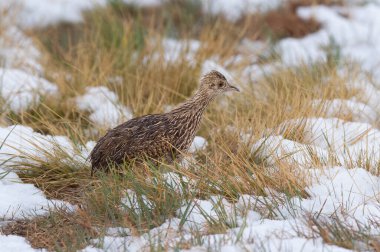 Tinamou karlı çayırlarda, La Pampa Eyaleti, Arjantin.