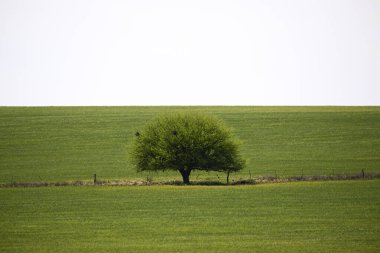 Yeşil çayır, La Pampa, Arjantin, doğa, Pampas turizmi ve biyolojik çeşitlilikte Calden ağacı, Prosopis caldenia ile kırsal alan.