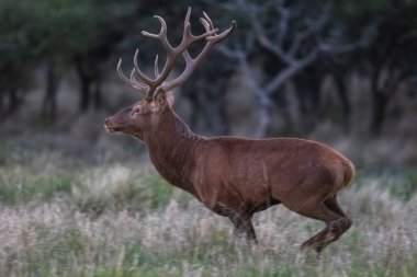 Kızıl Geyik, Cervus Elaphus, Parque Luro, La Pampa, Arjantin, vahşi yaşam ve doğa turizmi sırasında gürlüyor..