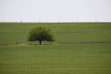 Yeşil çayır, La Pampa, Arjantin, doğa, Pampas turizmi ve biyolojik çeşitlilikte Calden ağacı, Prosopis caldenia ile kırsal alan.