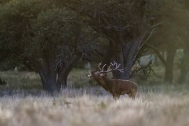 Kızıl Geyik, Cervus Elaphus, Parque Luro, La Pampa, Arjantin, vahşi yaşam ve doğa turizmi sırasında gürlüyor..