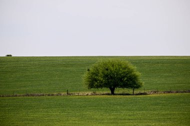 Yeşil çayır, La Pampa, Arjantin, doğa, Pampas turizmi ve biyolojik çeşitlilikte Calden ağacı, Prosopis caldenia ile kırsal alan.