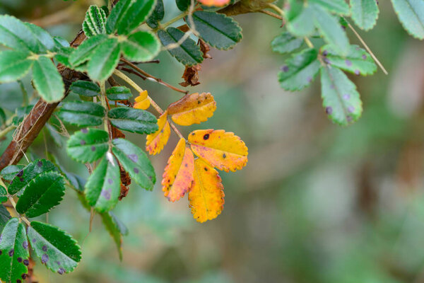 Tabaquillo Tree ,Polylepis australis, in Quebrada del Condorito National Park, Crdoba, Argentina