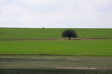 Yeşil çayır, La Pampa, Arjantin, doğa, Pampas turizmi ve biyolojik çeşitlilikte Calden ağacı, Prosopis caldenia ile kırsal alan.