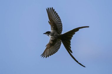 Çatal kuyruklu sinekkapan, Tyrannus savana, Tijereta, Monte de Calden, La Pampa, Arjantin 'de akrobatik uçuş gerçekleştirdi..