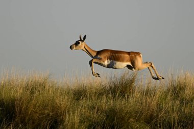 Kadın Blackbuck Antilobu Akrobatik Sıçrayışında, Monte de Calden, La Pampa, Arjantin.