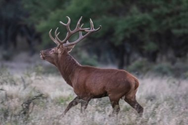 Kızıl Geyik, Cervus Elaphus, Parque Luro, La Pampa, Arjantin, vahşi yaşam ve doğa turizmi sırasında gürlüyor..