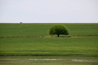 Yeşil çayır, La Pampa, Arjantin, doğa, Pampas turizmi ve biyolojik çeşitlilikte Calden ağacı, Prosopis caldenia ile kırsal alan.