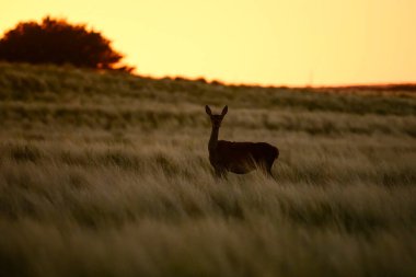 Dişi Kızıl Geyik, Cervus elaphus, Pampas Çayırı, La Pampa, Arjantin.