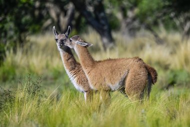 Guanaco Buzağıları neşeli, Chulengos Arjantin 'in La Pampa otlaklarında sosyalleşiyorlar..
