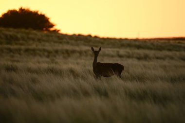 Dişi Kızıl Geyik, Cervus elaphus, Pampas Çayırı, La Pampa, Arjantin.