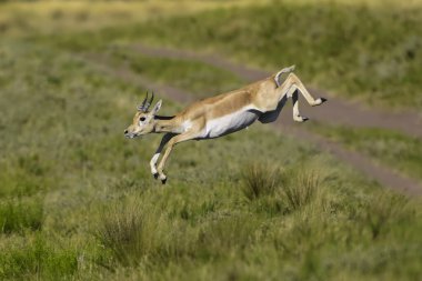 Kadın Blackbuck Antilobu Akrobatik Sıçrayışında, Monte de Calden, La Pampa, Arjantin.
