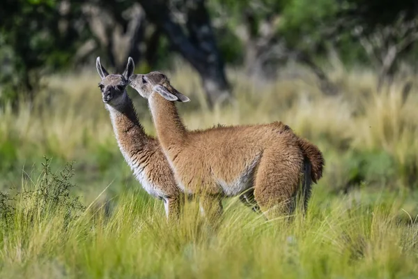 Guanaco Buzağıları neşeli, Chulengos Arjantin 'in La Pampa otlaklarında sosyalleşiyorlar..