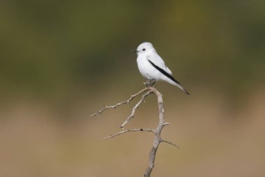 Beyaz Monjita, Xolmis irupero, Pampas Grassland, La Pampa Eyaleti, Patagonya, Arjantin.