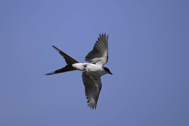 Çatal kuyruklu sinekkapan, Tyrannus savana, Tijereta, Monte de Calden, La Pampa, Arjantin 'de akrobatik uçuş gerçekleştirdi..