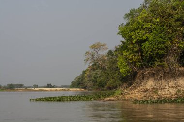 Pantanal Riverside Ormanı, Dos Irmos, Pocone, Mato Grosso, Brezilya
