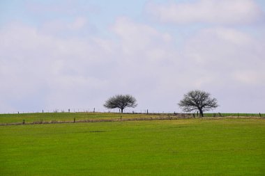 Yeşil çayır, La Pampa, Arjantin, doğa, Pampas turizmi ve biyolojik çeşitlilikte Calden ağacı, Prosopis caldenia ile kırsal alan.
