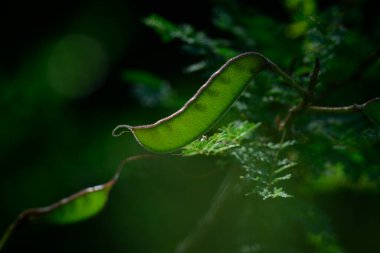 Caesalpinia gilliesii, Barba de Chivo, Monte de Calden 'deki tohum kapsülü, La Pampa, Arjantin' in yerli bitkisi ve ekolojik yaşam alanı.