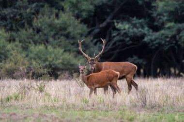 Kızıl Geyik Rutting Sezon Parque Luro, La Pampa, Arjantin
