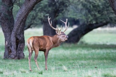 Kızıl Geyik Rutting Sezon Parque Luro, La Pampa, Arjantin