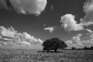 Çayırdaki Calden Ağacı Manzarası, La Pampa Arjantin