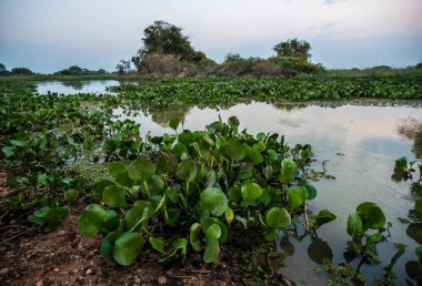 Pantanal sulak arazisi, Eylül ayında, Pantanal, Mato Grosso, Brezilya