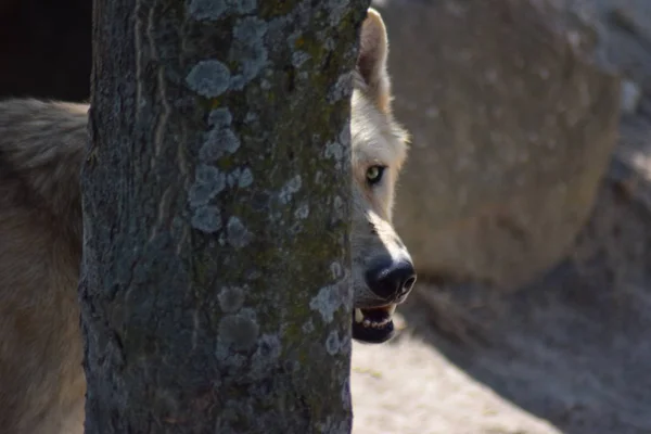 White wolf standing alone