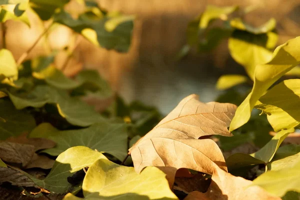 Autumn leaves falling down the floor