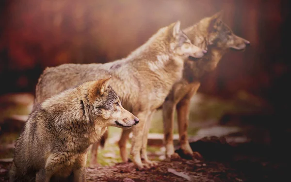 Manada Lobos Bosque Otoño Observando Algo Distancia Sobre Fondo Borroso —  Fotos de Stock