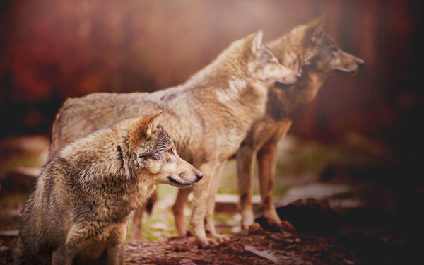 Pack of Wolf in the Autumn Forest Watching Something in the Distance on the Blurred Background