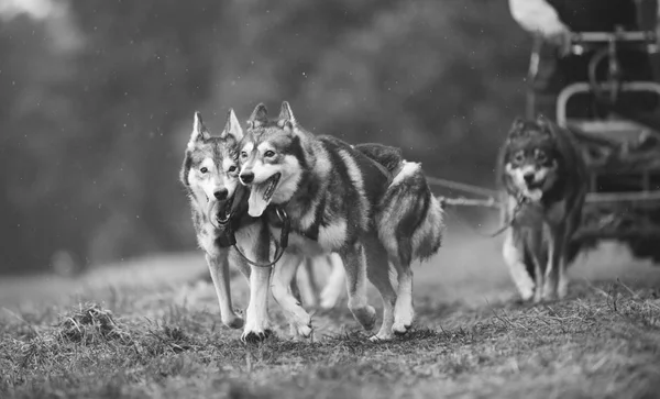 Germany Oberndorf Geslau November 2016 Sled Dogs Pulling Cart Woman — ストック写真