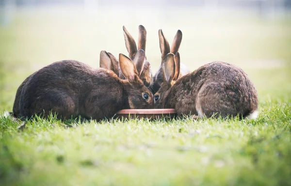 The Cute Bunnies Eating from Plate. Soft Photo.