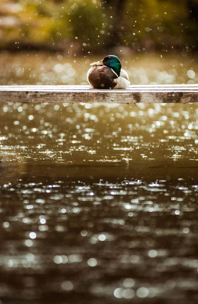 ボーヒニ海雨の中の木の板の上に座って鴨 — ストック写真