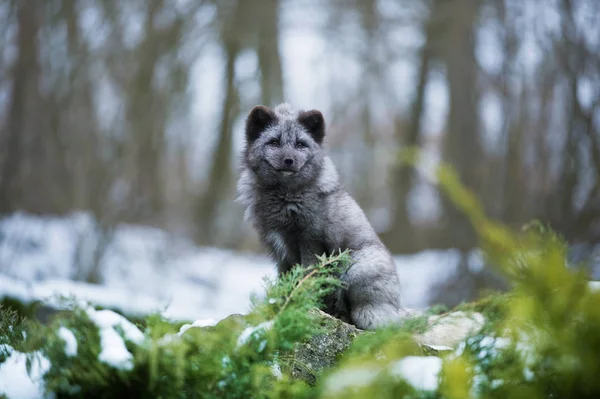 Portret Siedzący Szary Powlekane Polarne Fox Niewyraźne Tło — Zdjęcie stockowe